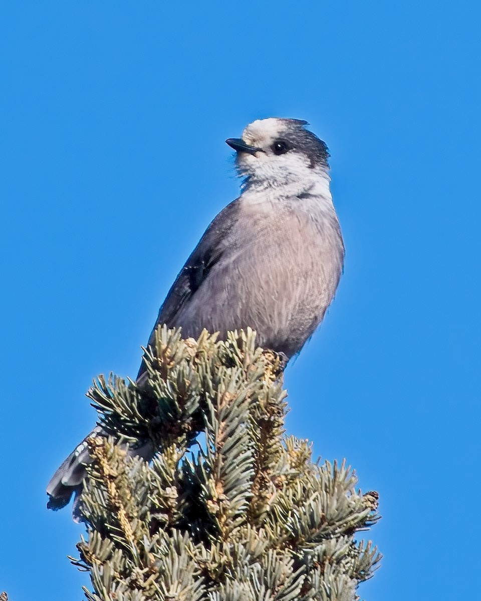 Canada Jay - ML630979676