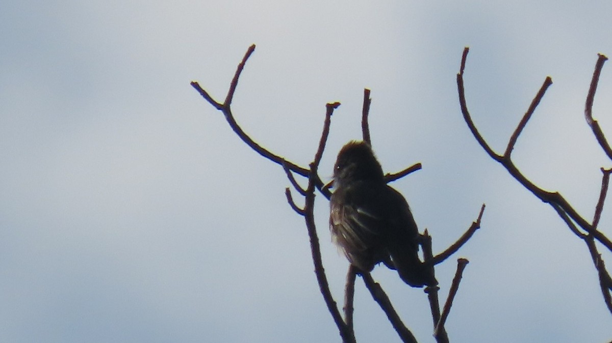 Rufous-crowned Elaenia - ML630979793