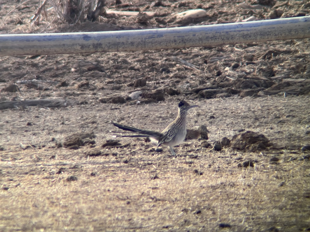 Greater Roadrunner - ML630979815