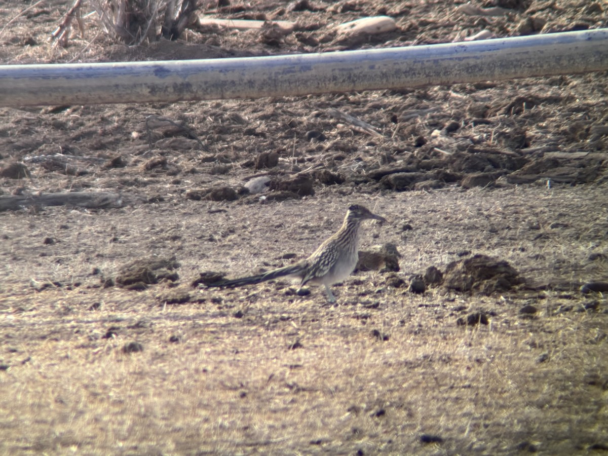 Greater Roadrunner - ML630979817