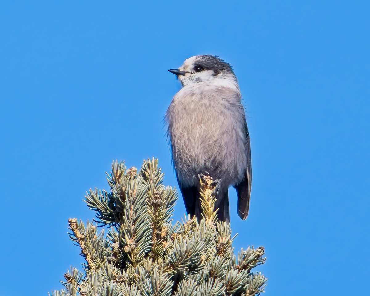 Canada Jay - ML630979822