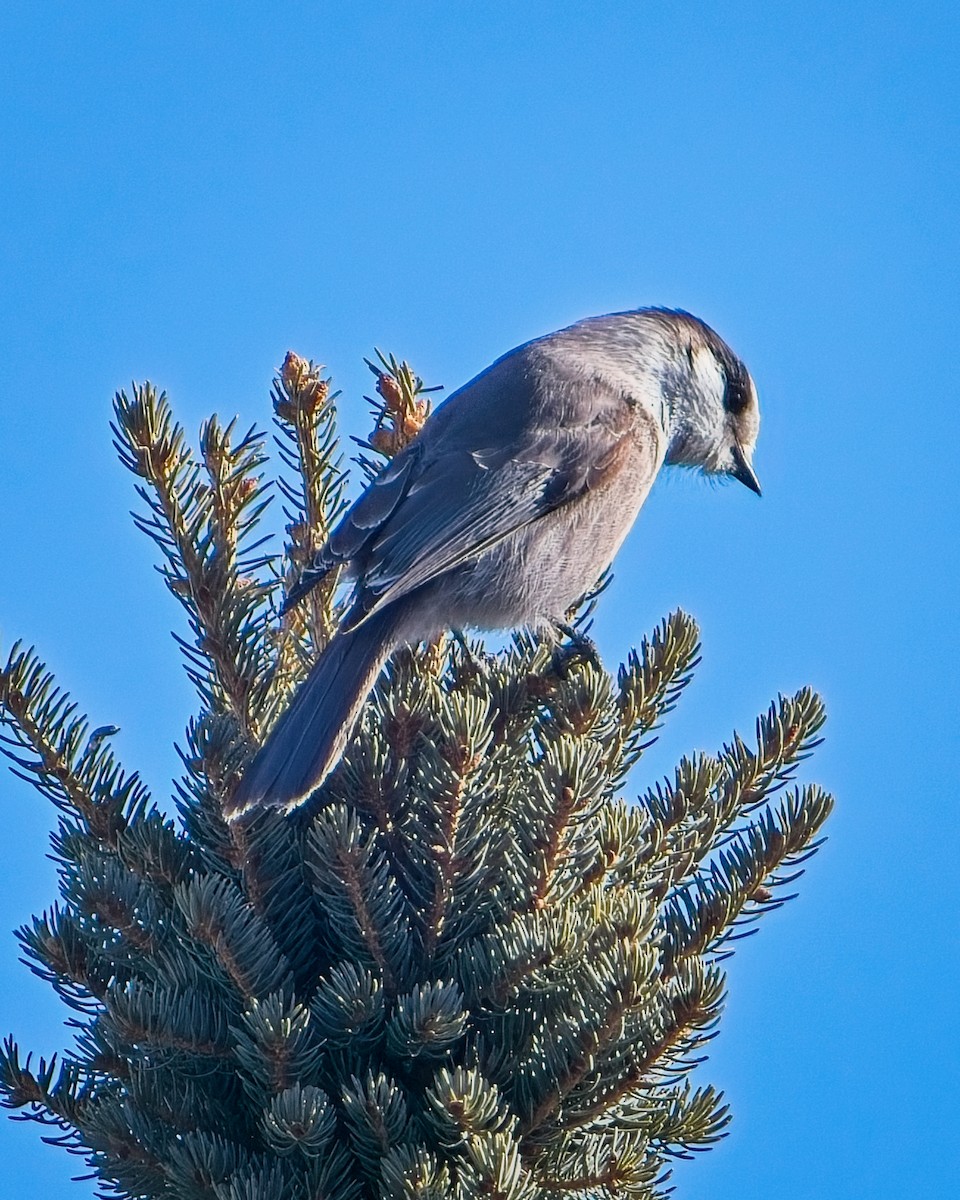 Canada Jay - ML630980175