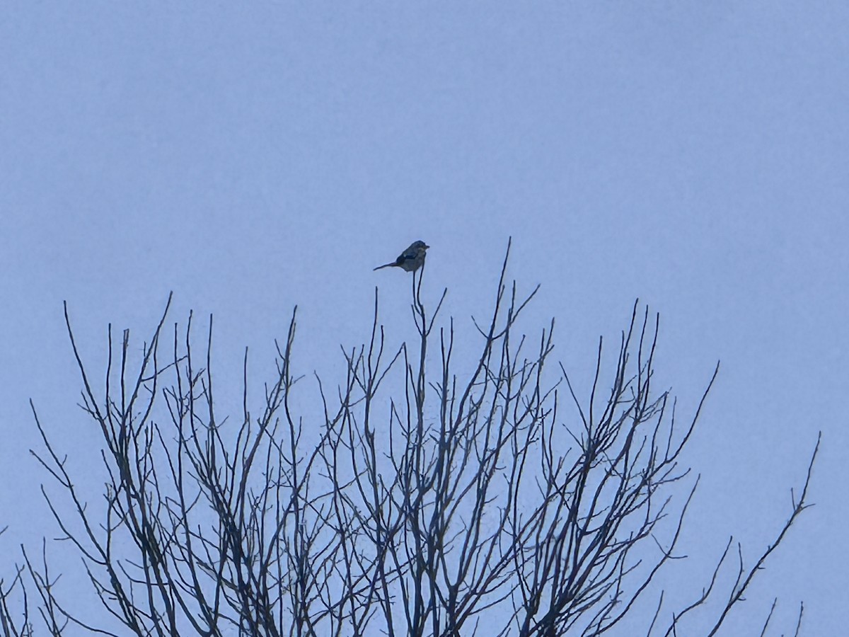 Northern Shrike - ML630980199