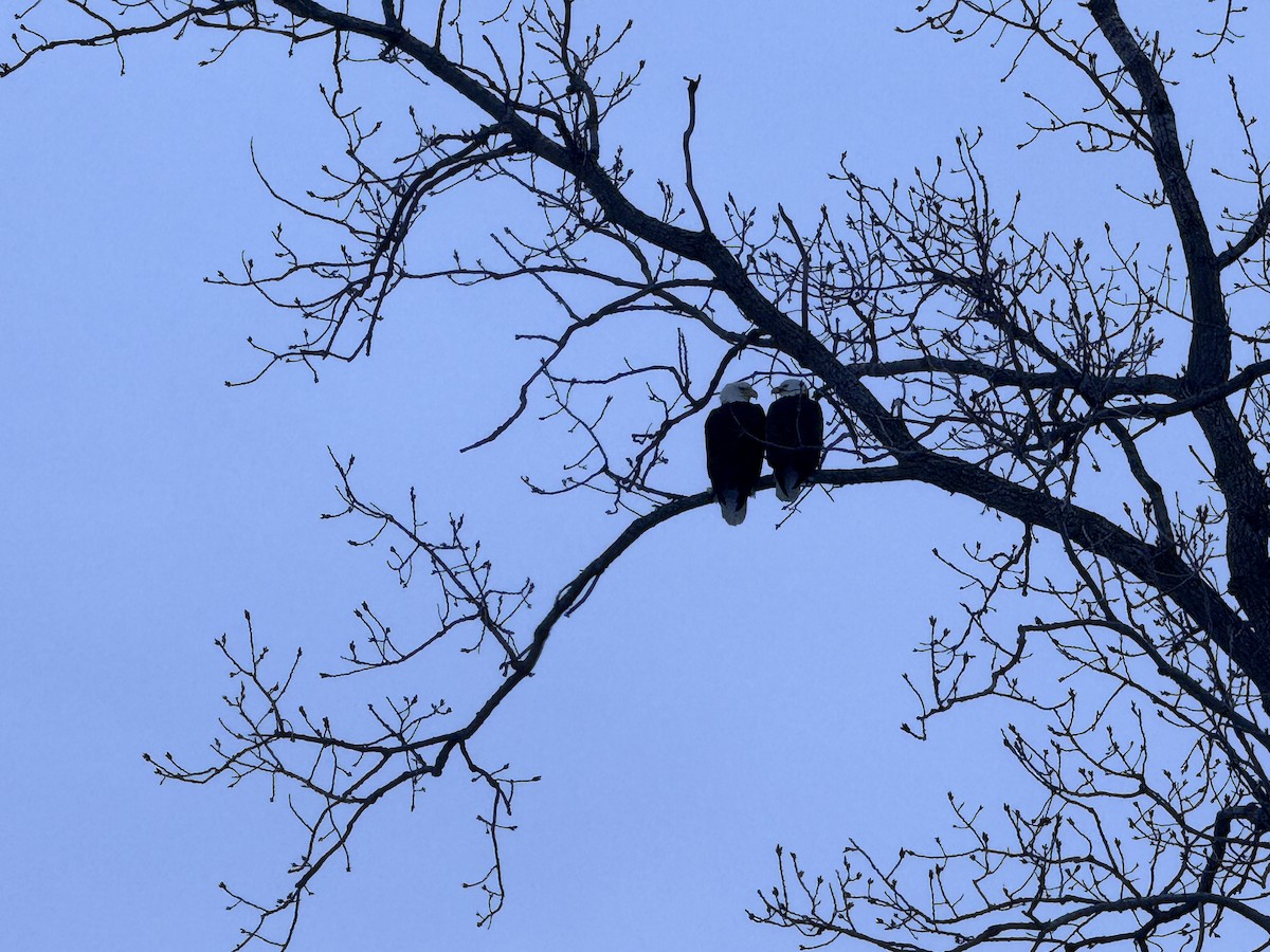 Bald Eagle - ML630980236
