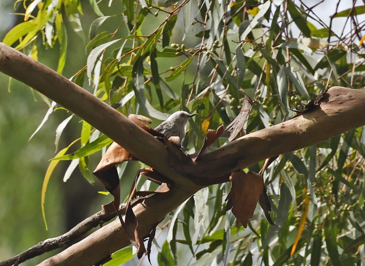 Varied Sittella - ML630980471