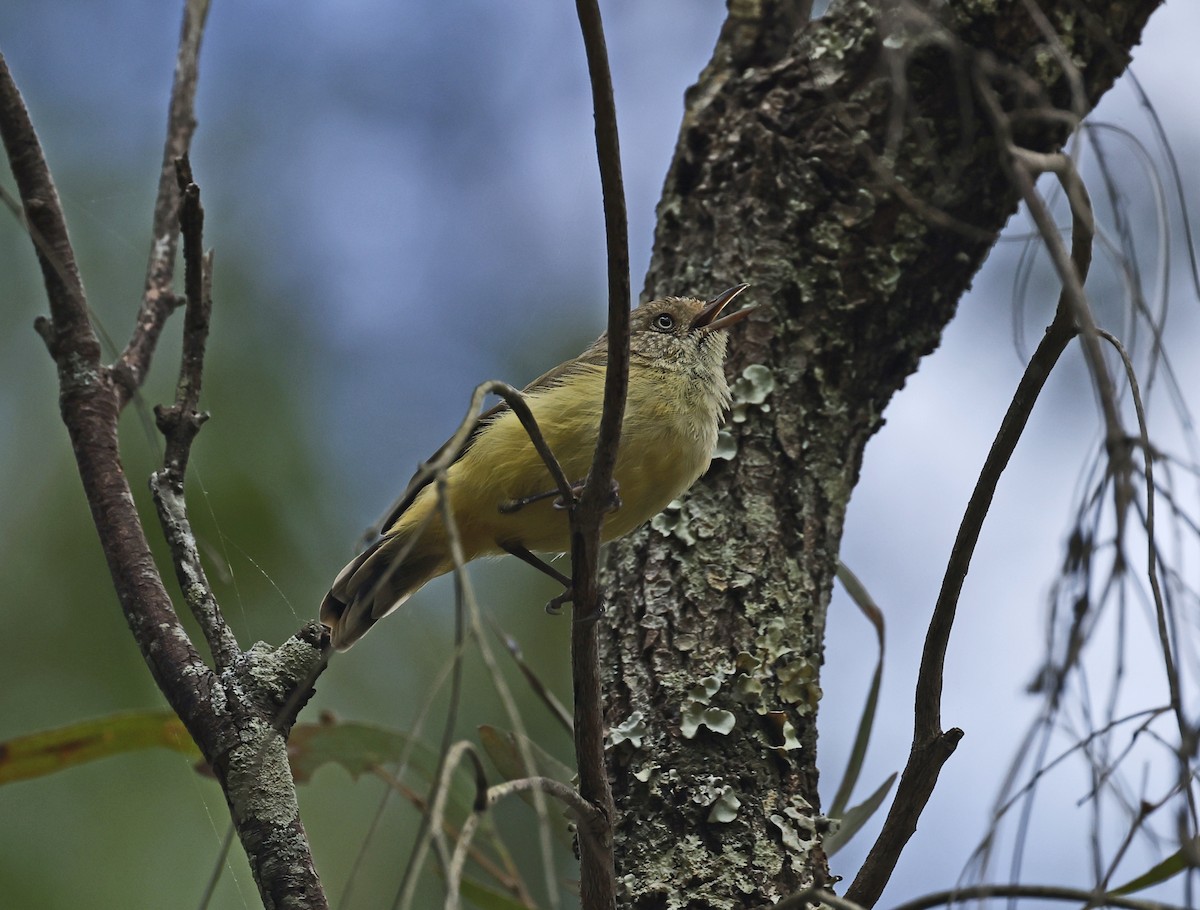 Buff-rumped Thornbill - ML630980514