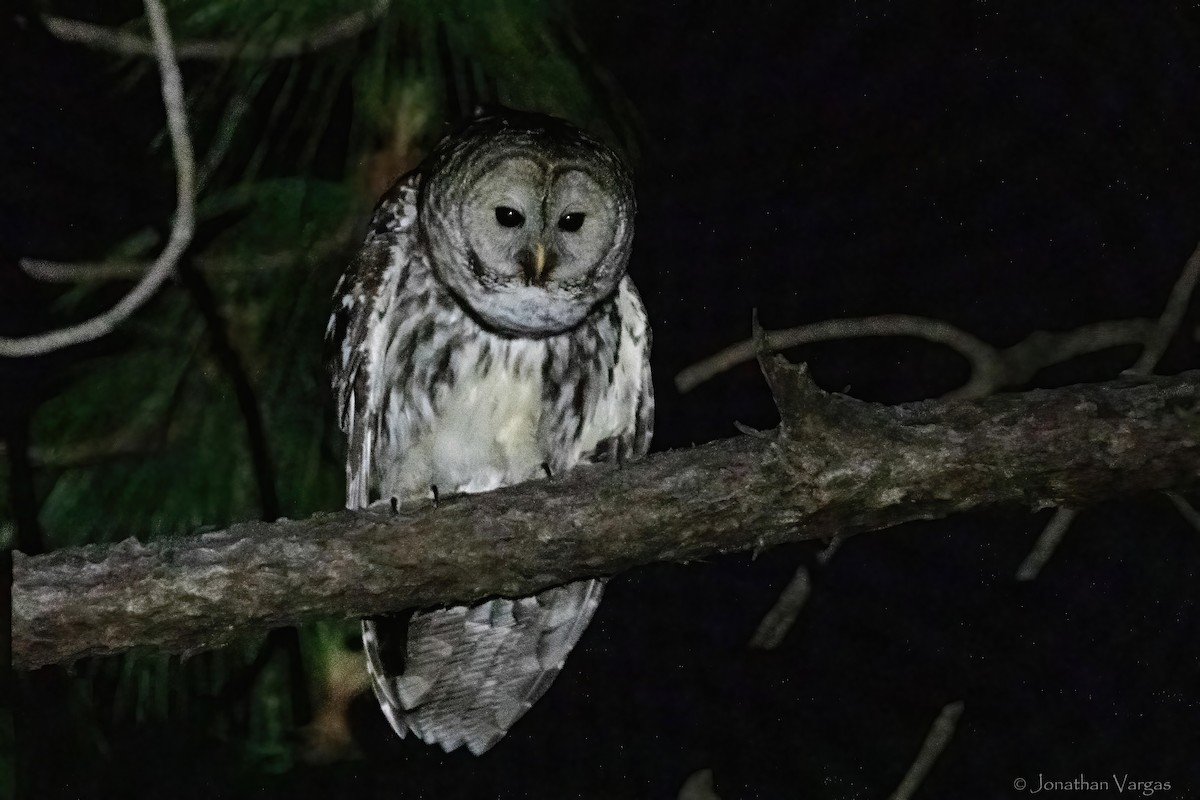 Cinereous Owl - ML630980568