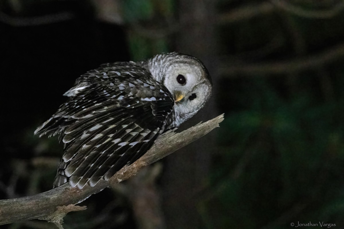 Cinereous Owl - ML630980569