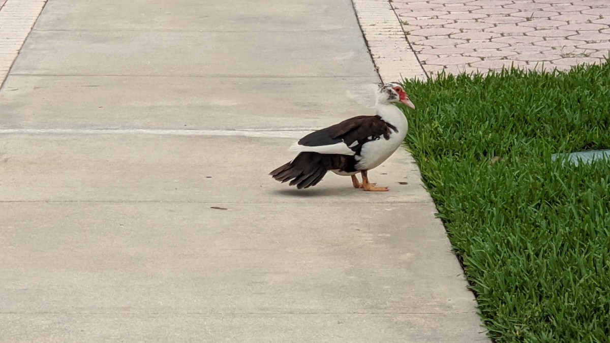 Muscovy Duck (Domestic type) - ML630981022