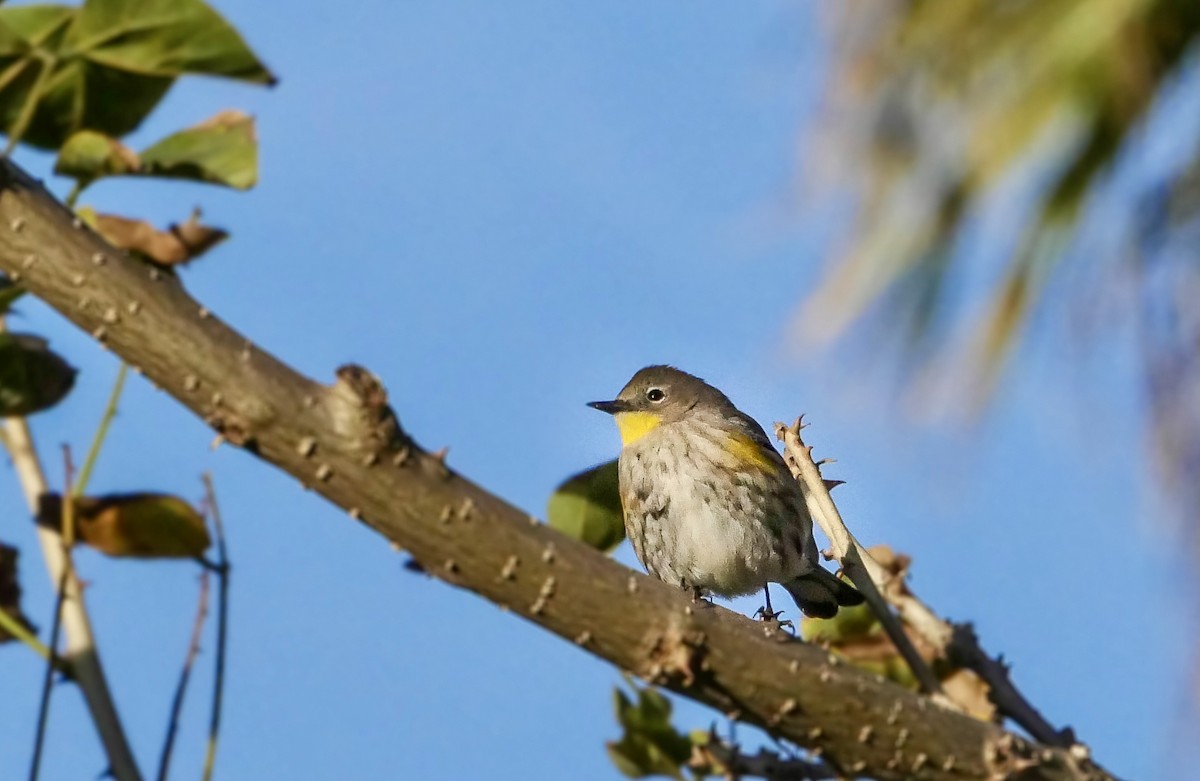 Yellow-rumped Warbler - ML630981189