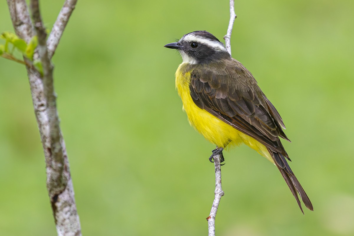 Rusty-margined/Social Flycatcher - Alan Wells
