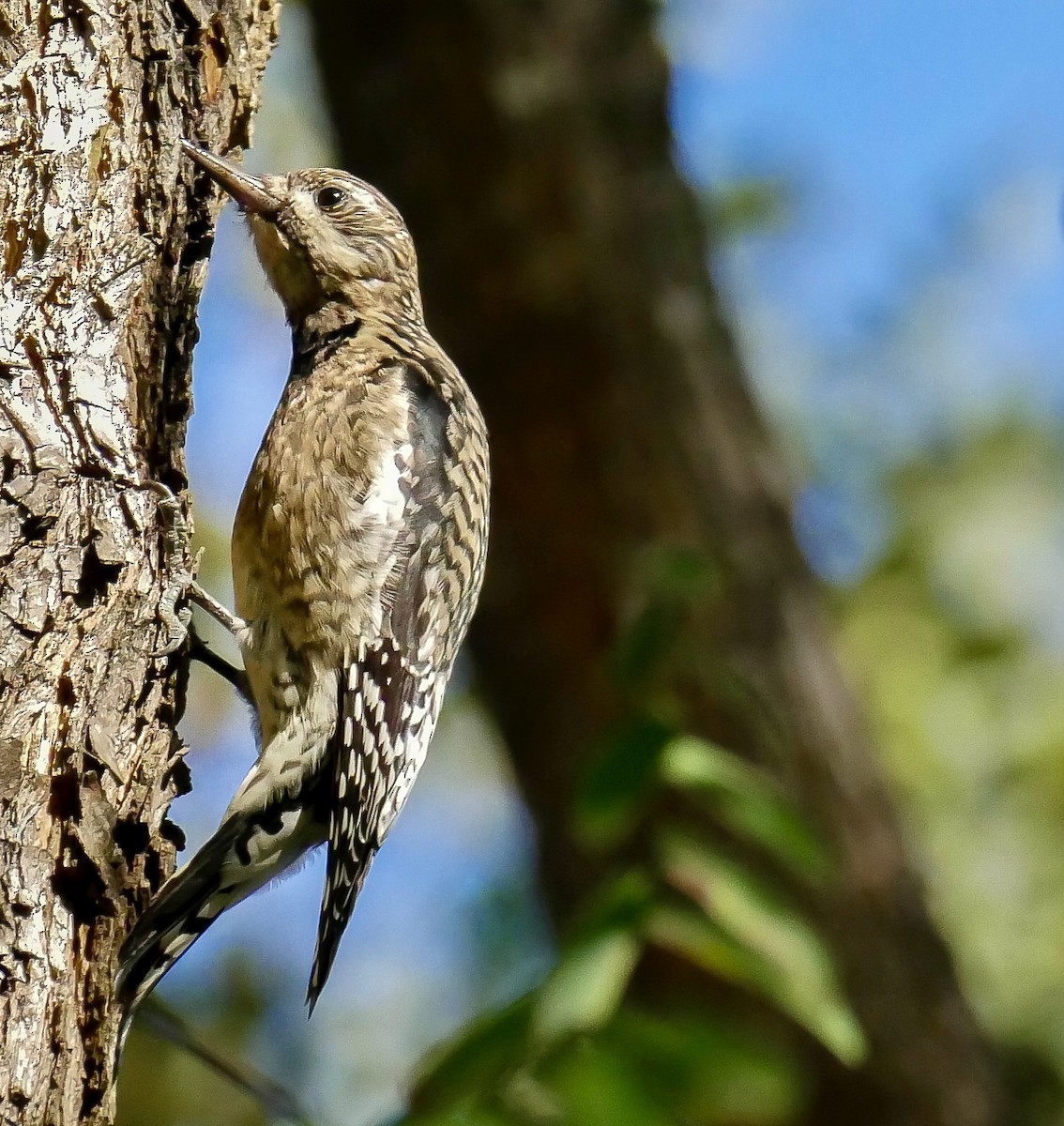 Yellow-bellied Sapsucker - ML630981243