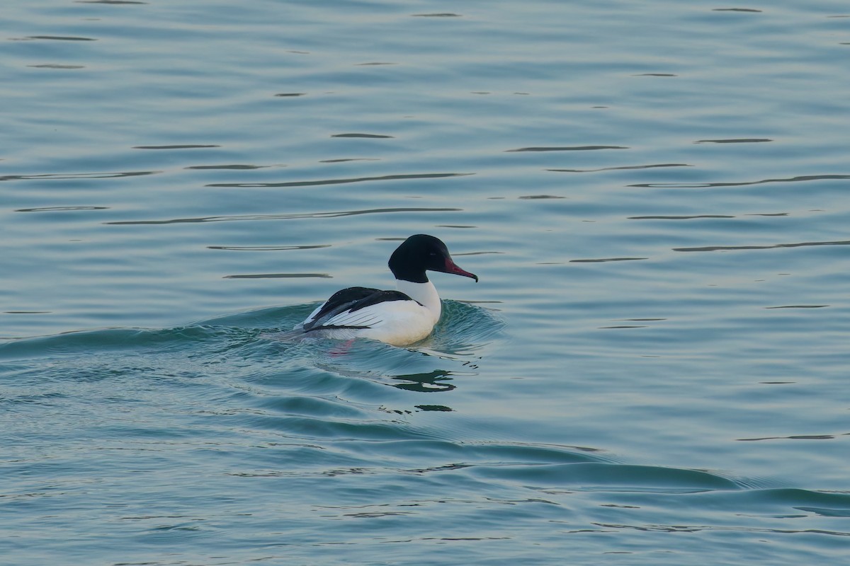 Common Merganser (Eurasian) - ML630981261