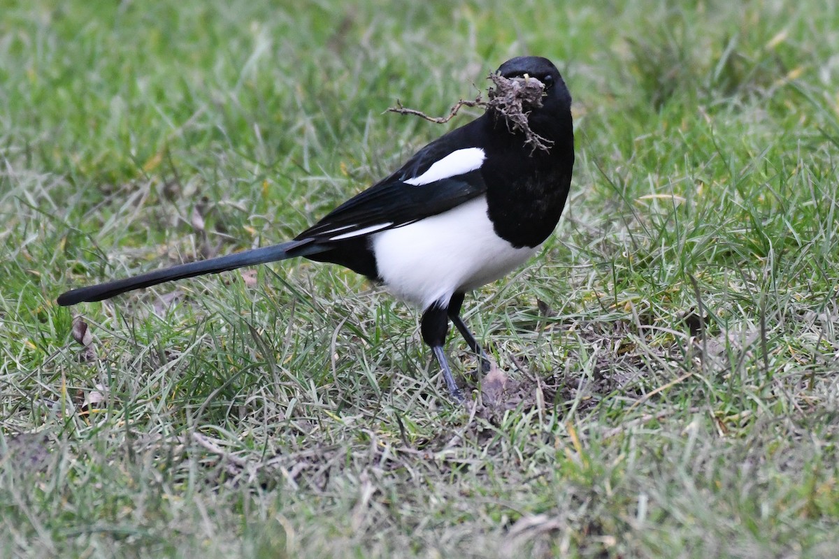 Eurasian Magpie (Eurasian) - ML630981329