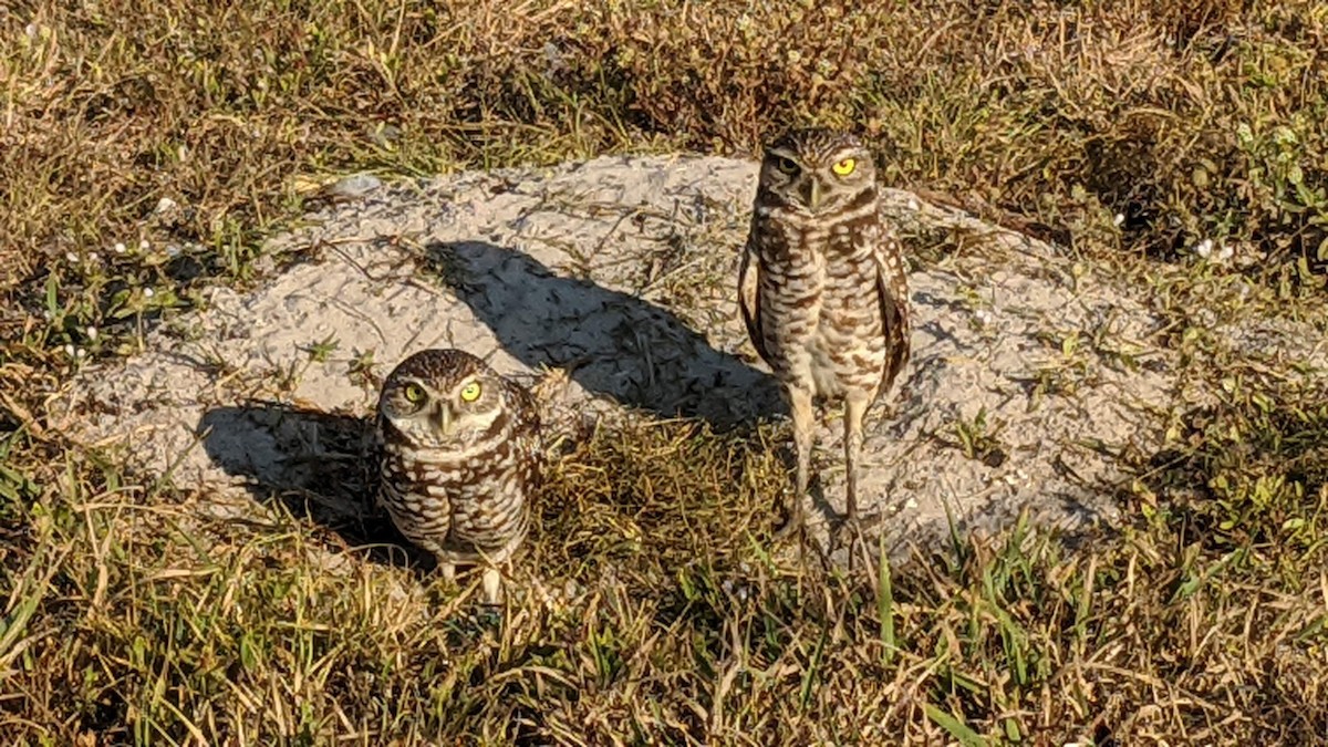 Burrowing Owl - ML630981333