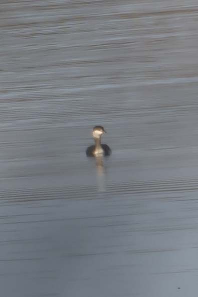 Horned Grebe - ML630981553