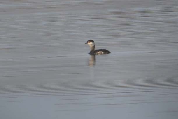 Horned Grebe - ML630981554