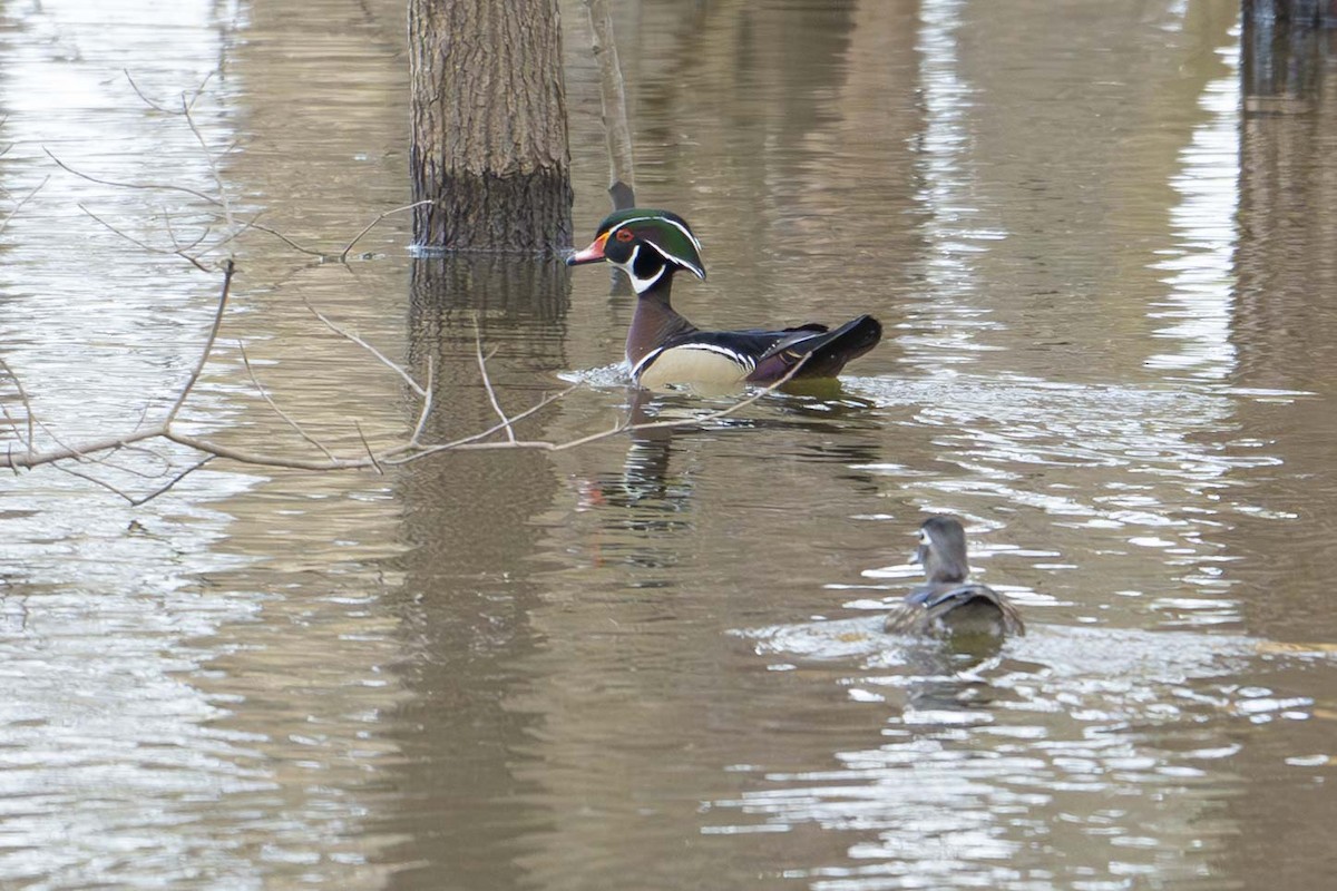 Wood Duck - ML630981572