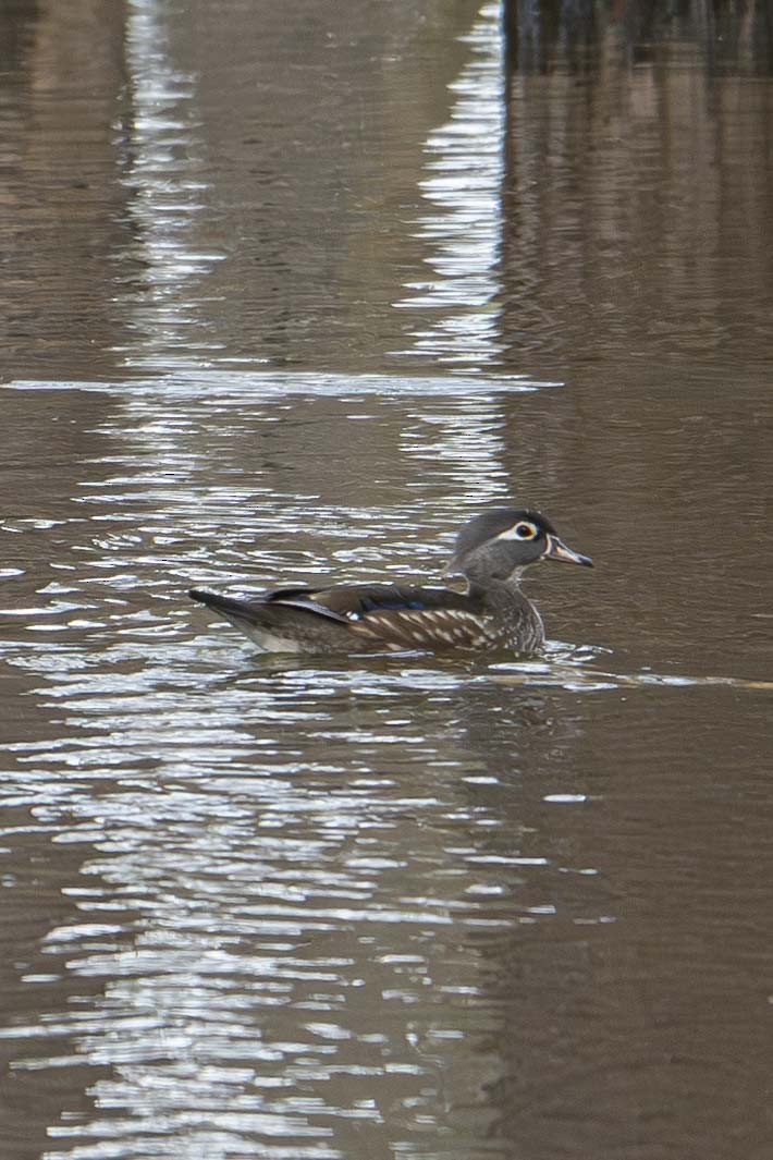 Wood Duck - ML630981573