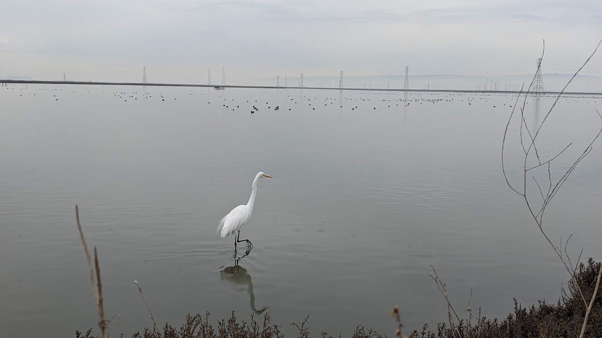 Great Egret - ML630981642