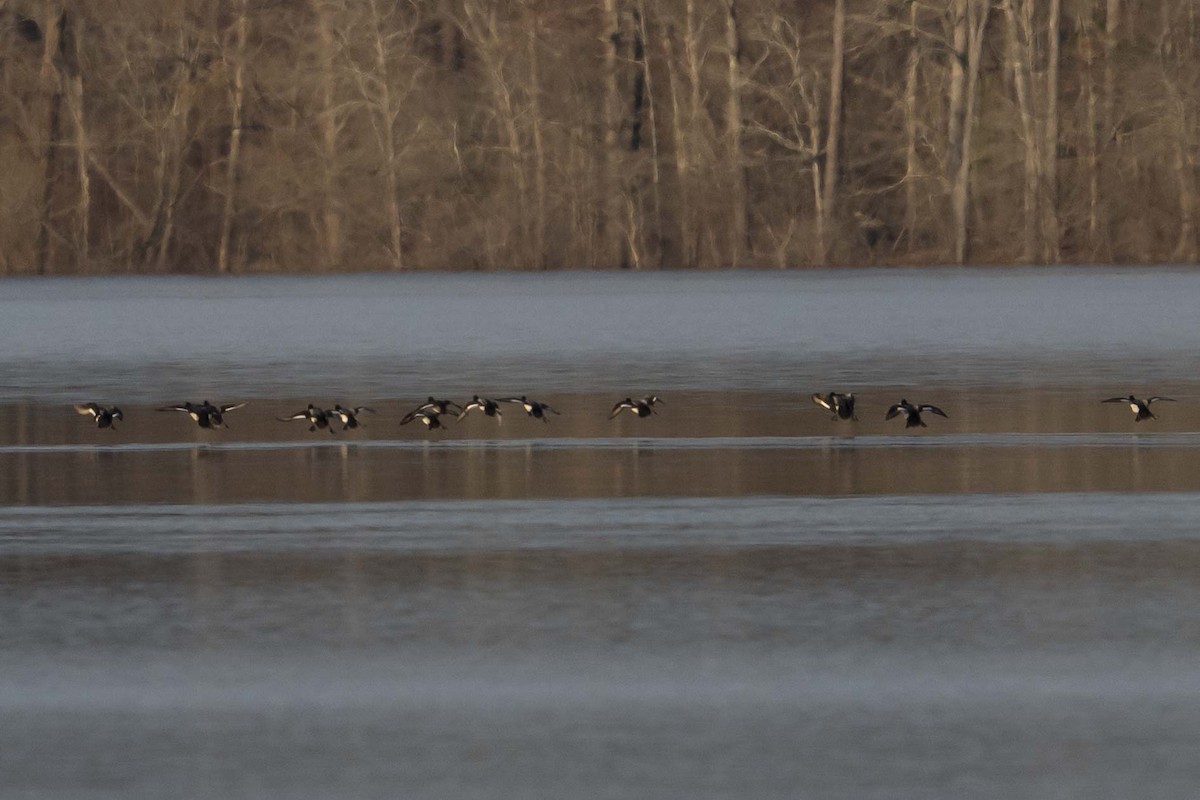 Lesser Scaup - ML630981728