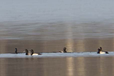 Lesser Scaup - ML630981729