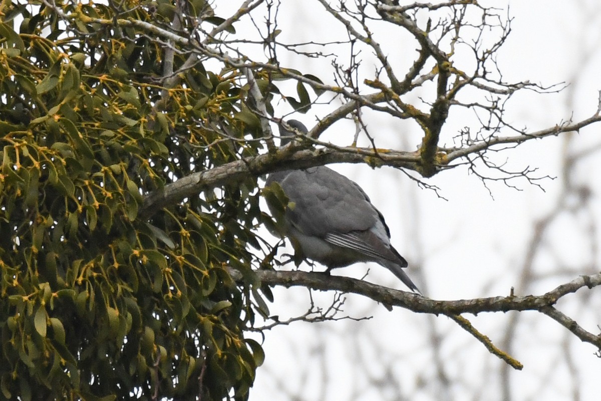 Common Wood-Pigeon (White-necked) - ML630981821