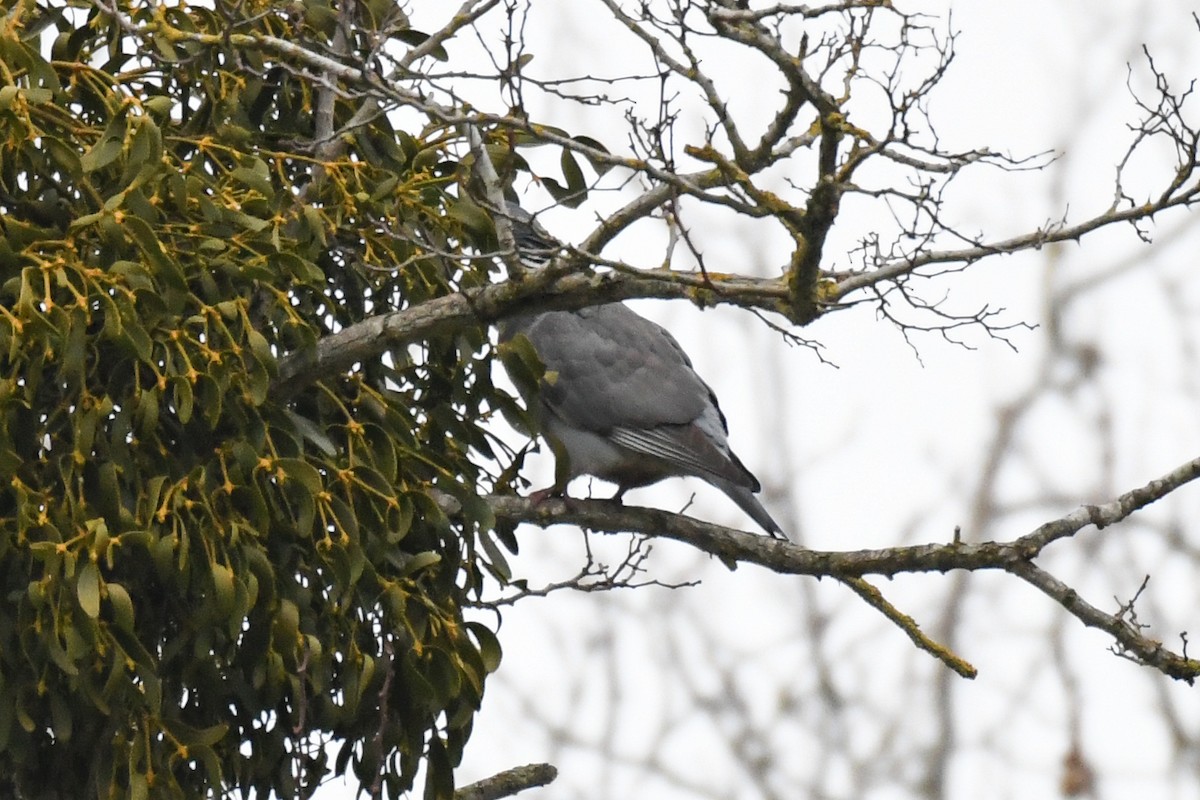 Common Wood-Pigeon (White-necked) - ML630981822
