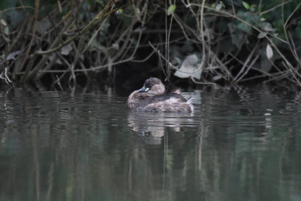 Little Grebe (Little) - ML630981832