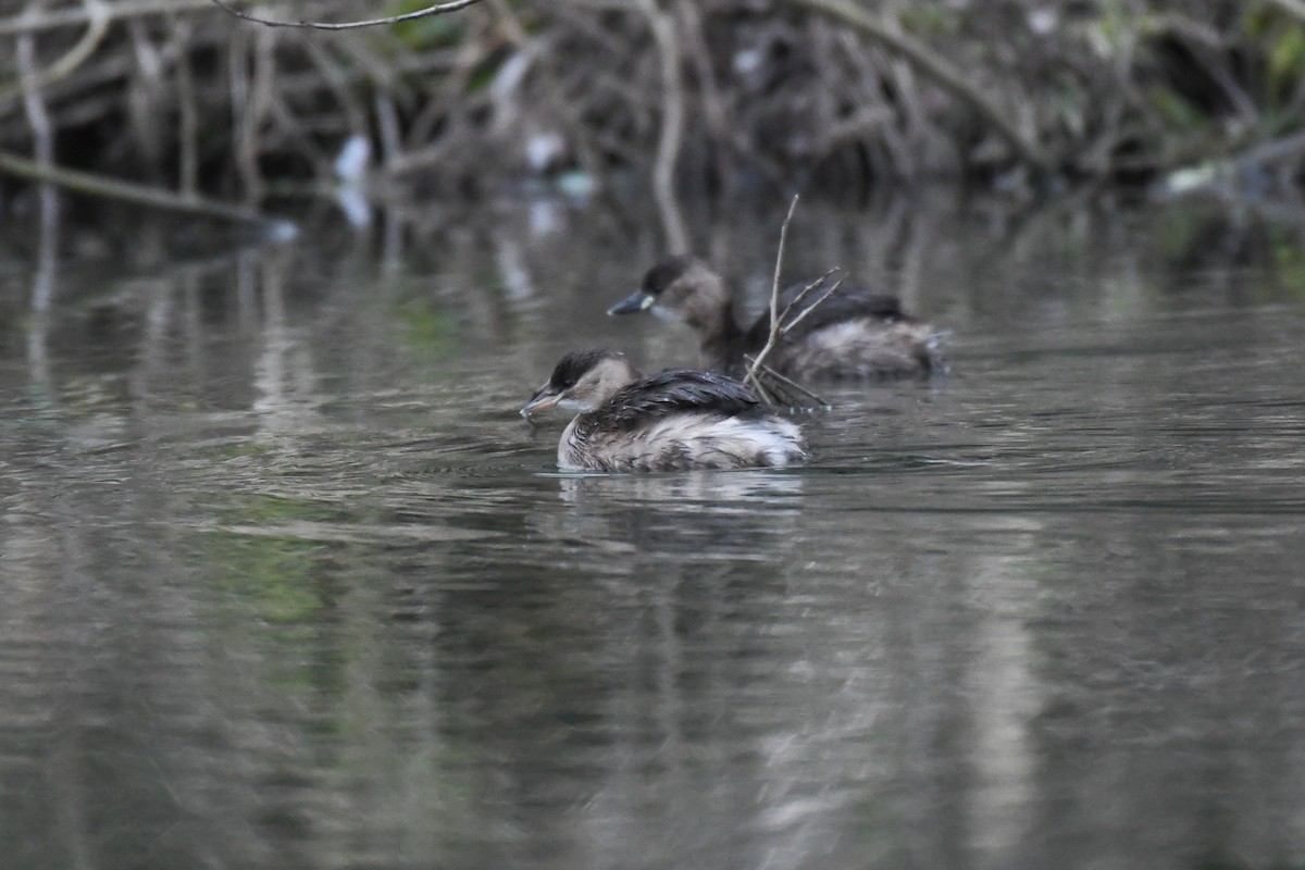 Little Grebe (Little) - ML630981834