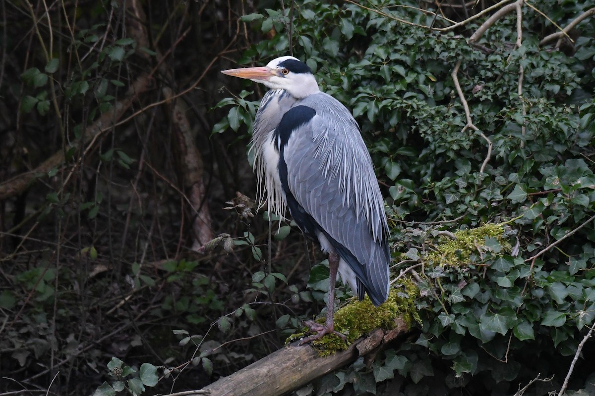 Gray Heron (Gray) - ML630981838