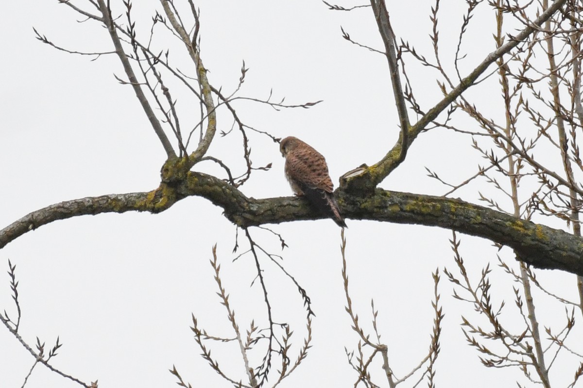 Eurasian Kestrel (Eurasian) - ML630981847