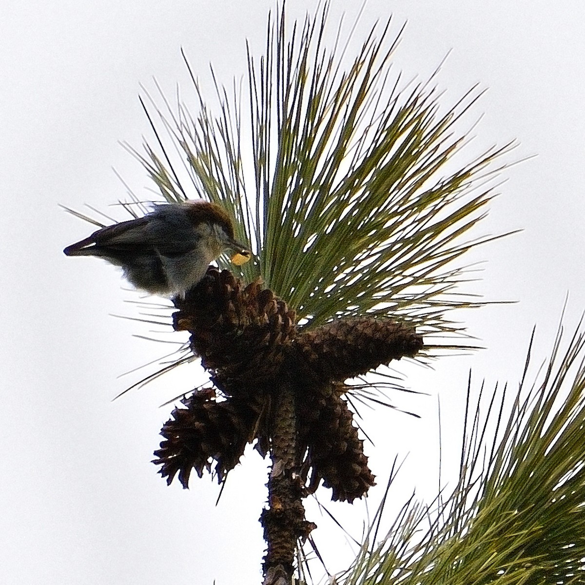 Brown-headed Nuthatch - ML630981870