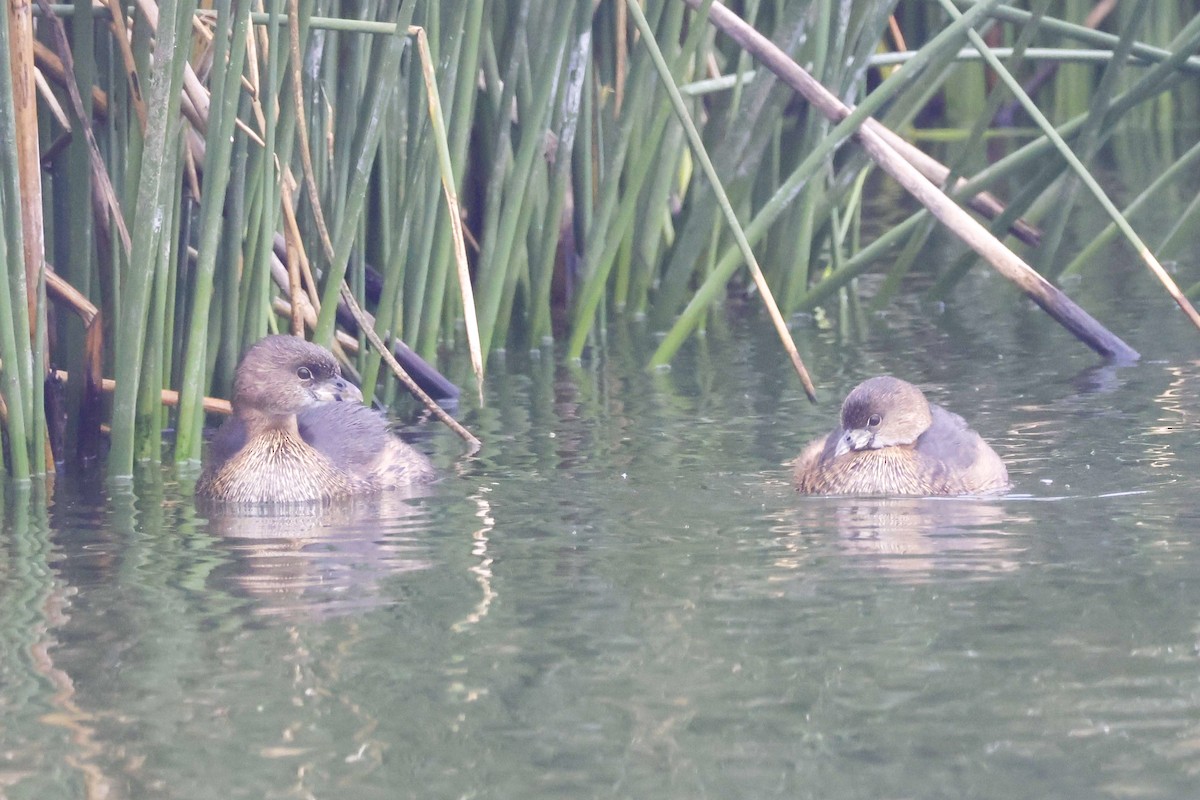 Pied-billed Grebe - ML630981891