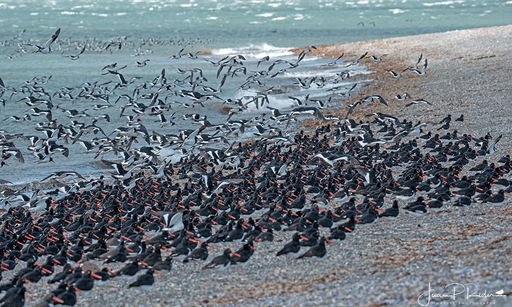 Magellanic Oystercatcher - ML630981897