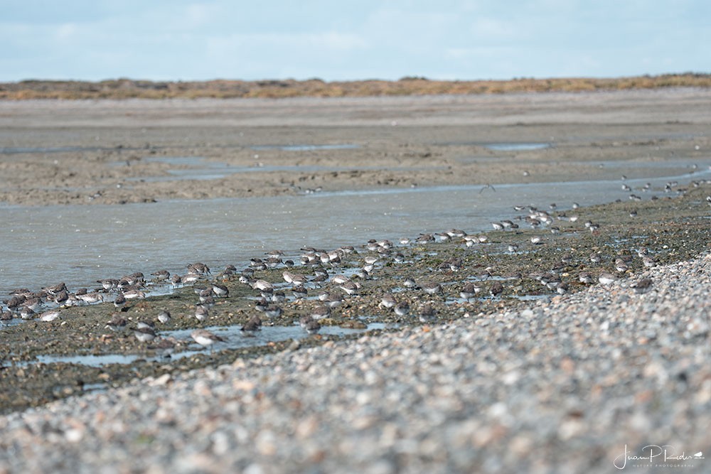 peep sp. - ML630981898