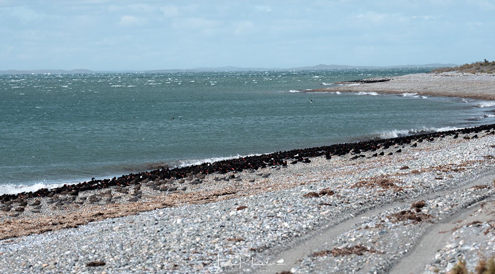 Magellanic Oystercatcher - ML630981899