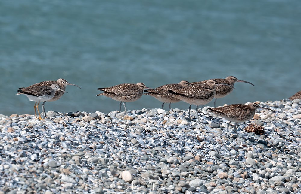 Hudsonian Whimbrel - ML630981912