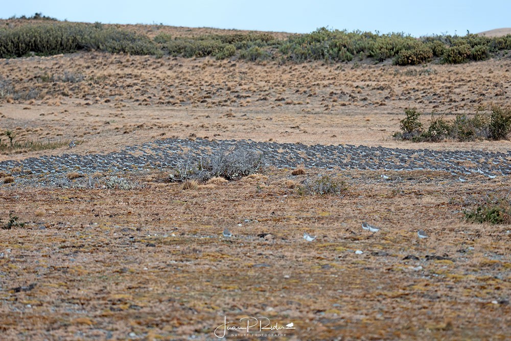 peep sp. - ML630981916