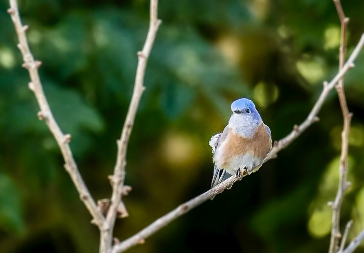 Western Bluebird - ML630981951