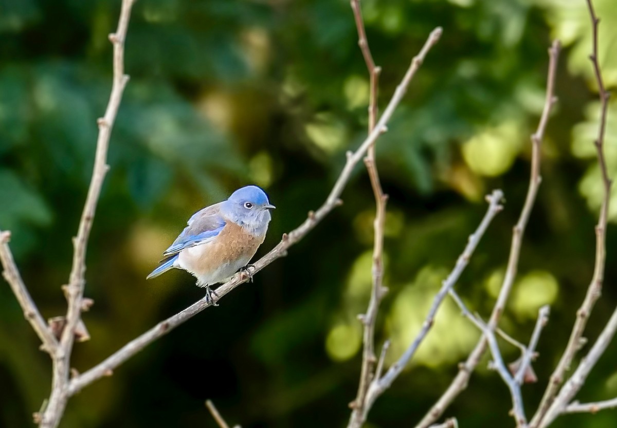 Western Bluebird - ML630981952