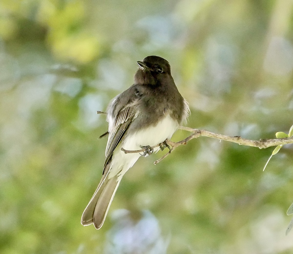 Black Phoebe - ML630981978