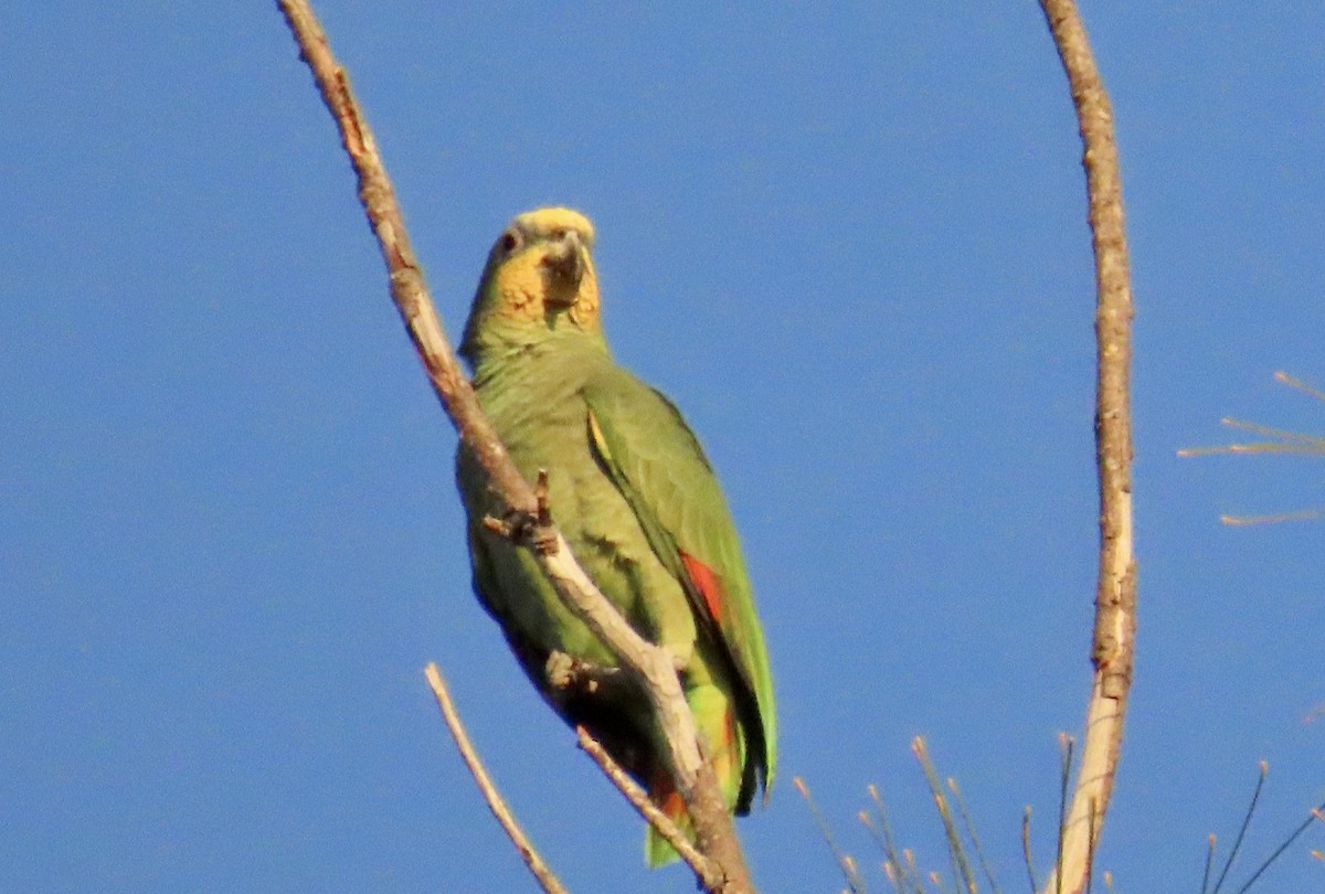 Orange-winged Amazon - ML630981980