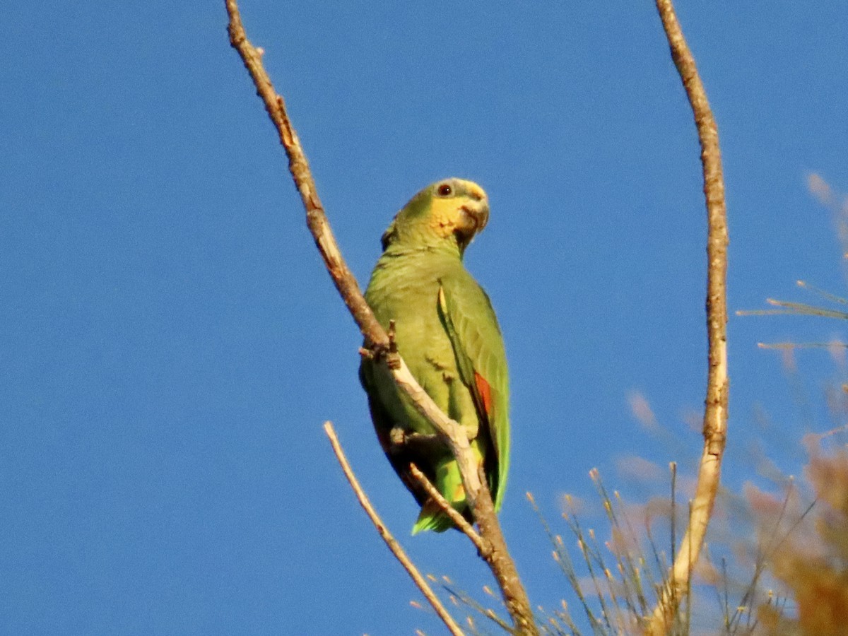 Orange-winged Amazon - ML630981981