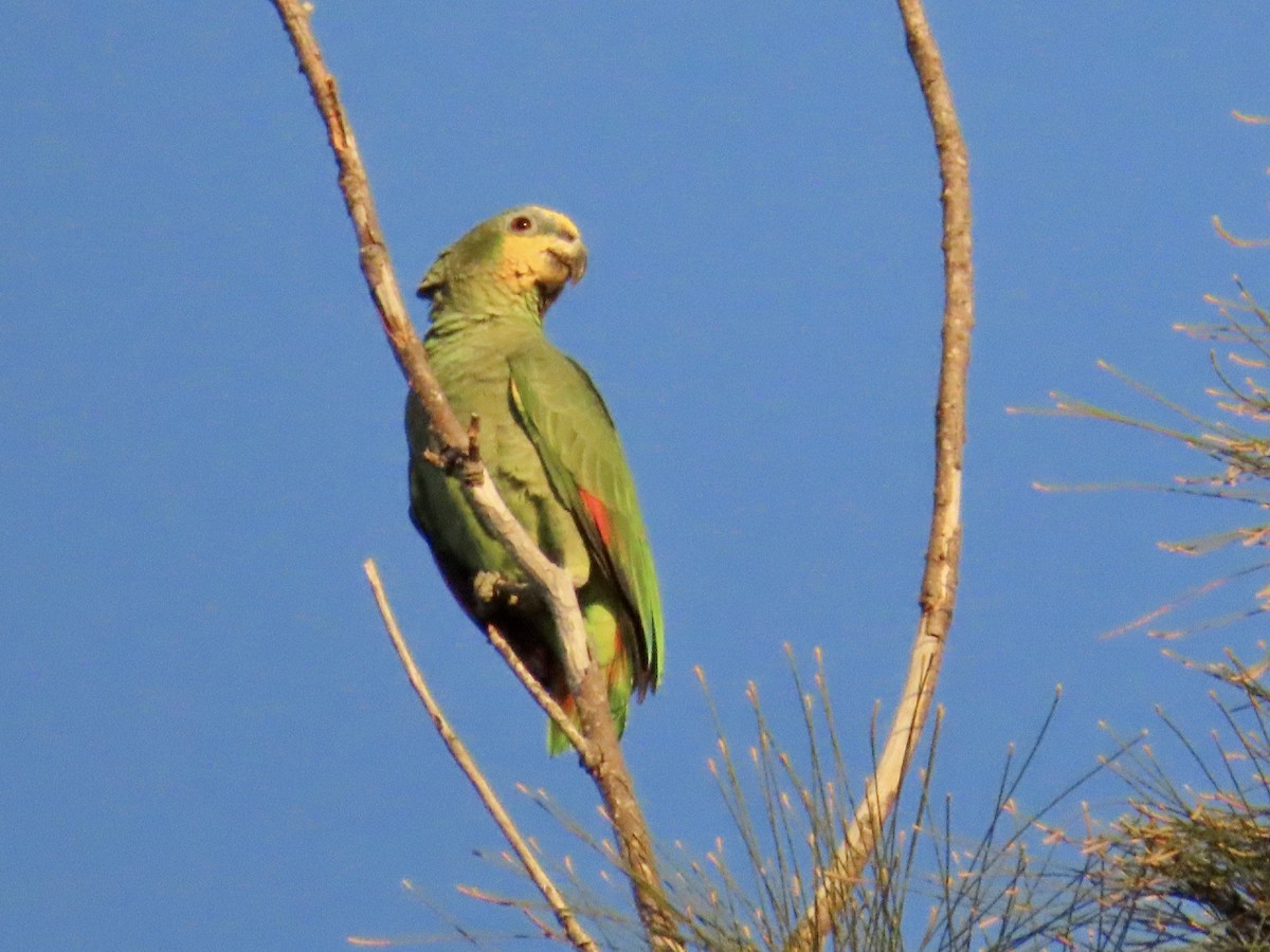 Orange-winged Amazon - ML630981983