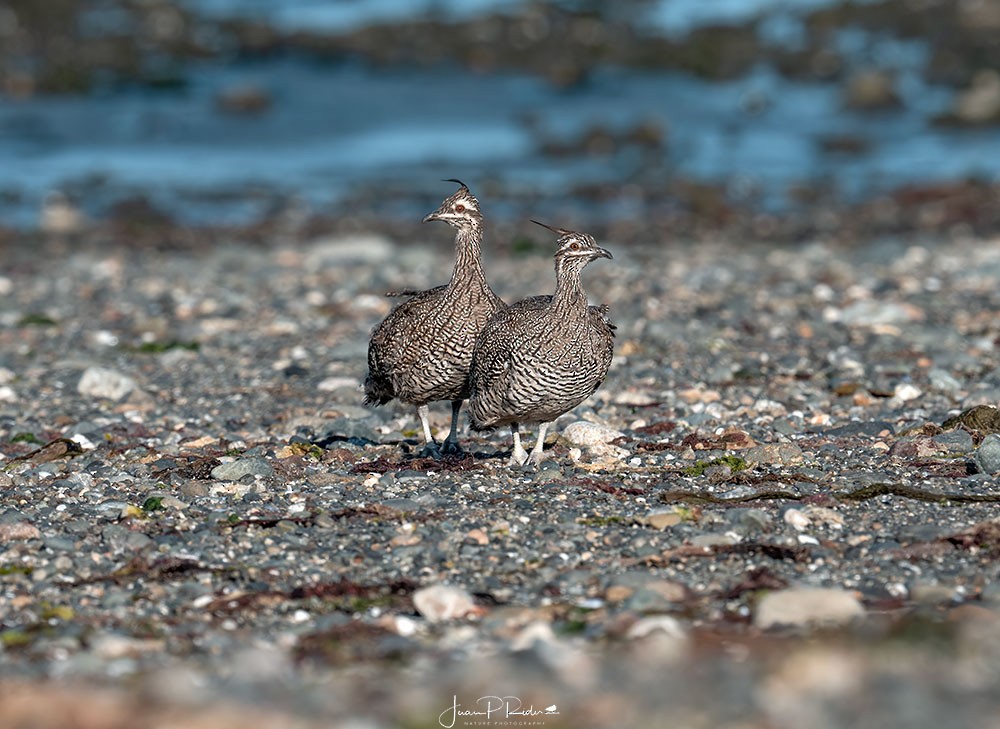 Elegant Crested-Tinamou - ML630982099