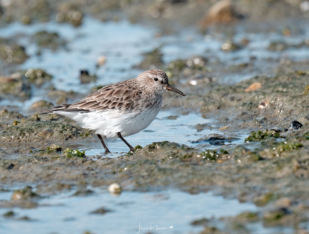 White-rumped Sandpiper - ML630982110