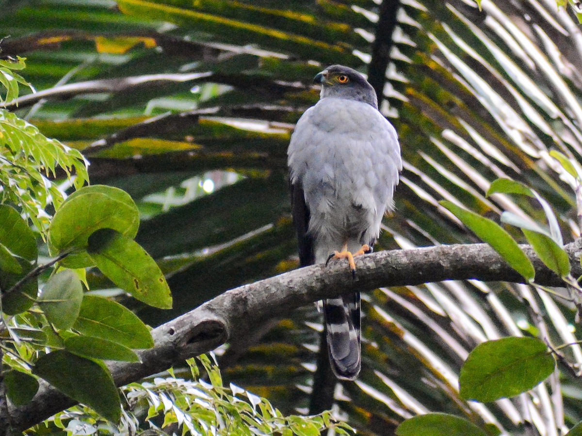 Bicolored Hawk (Bicolored) - ML630982129