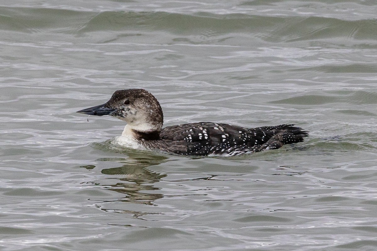 Common Loon - ML630982154