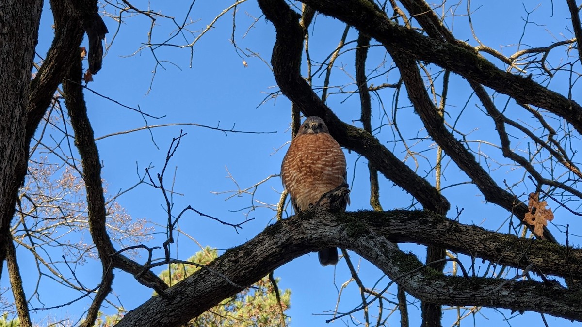 Red-shouldered Hawk - ML630982155